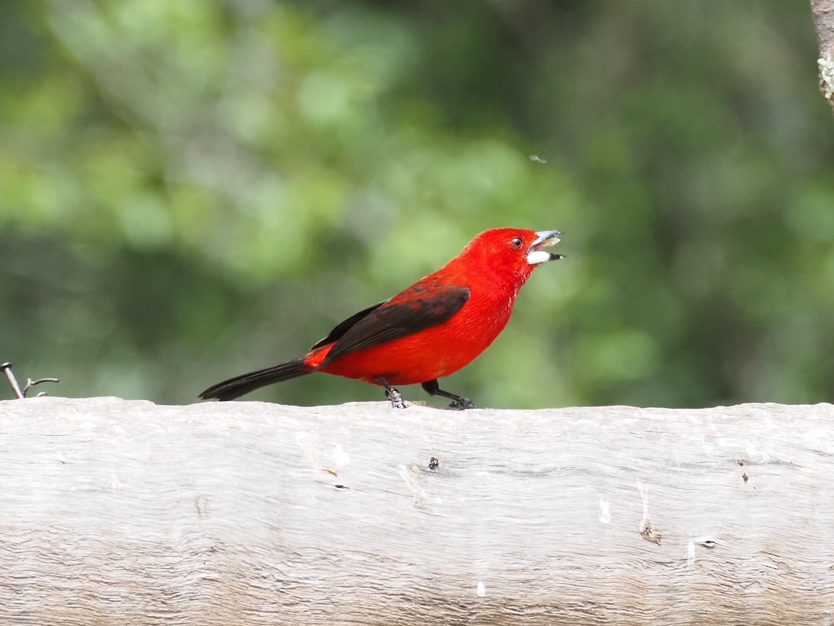 Brazilian Tanager - ML642730378