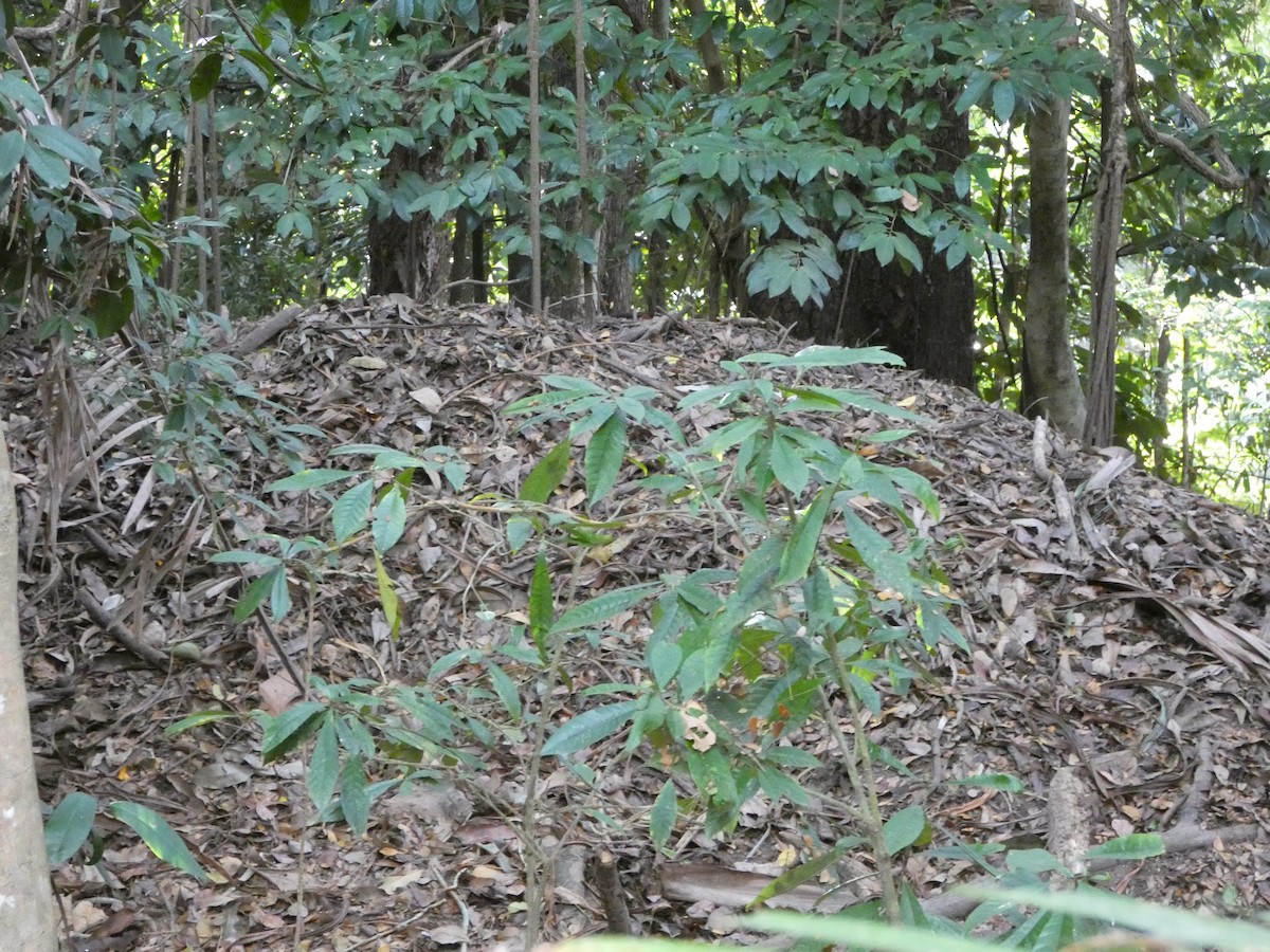 Orange-footed Megapode - ML642730457