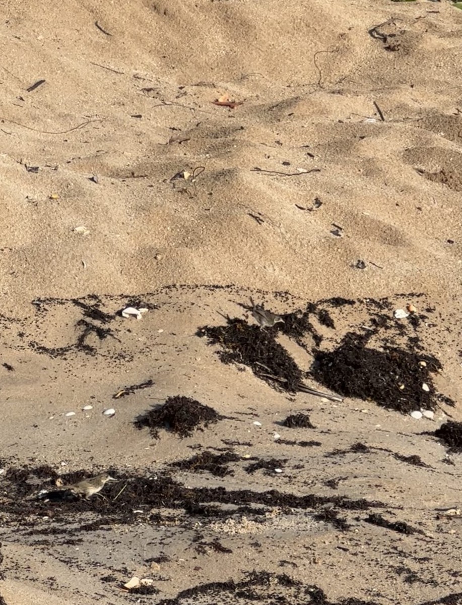 Seaside Sparrow - ML642730463