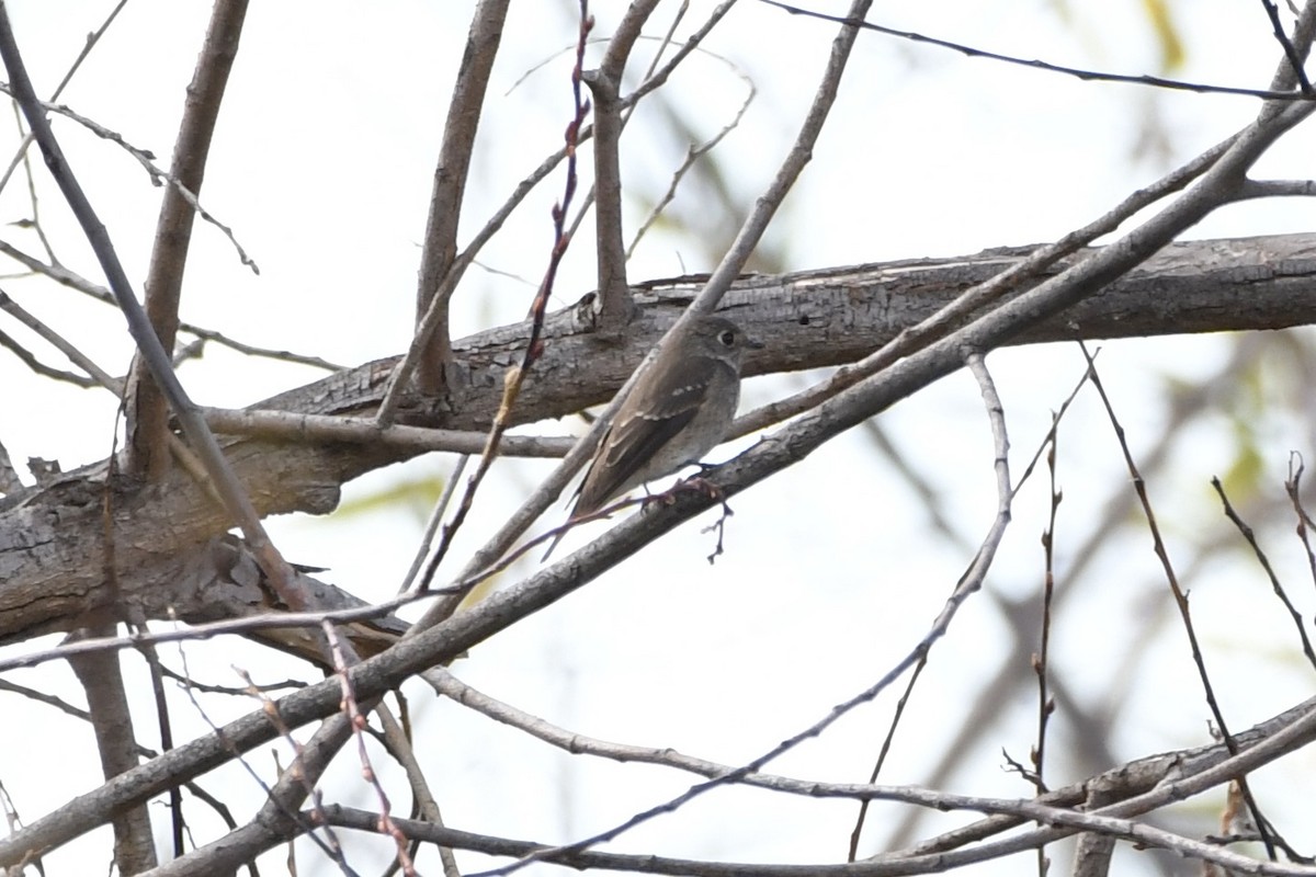 Dark-sided Flycatcher (Siberian) - ML642730481