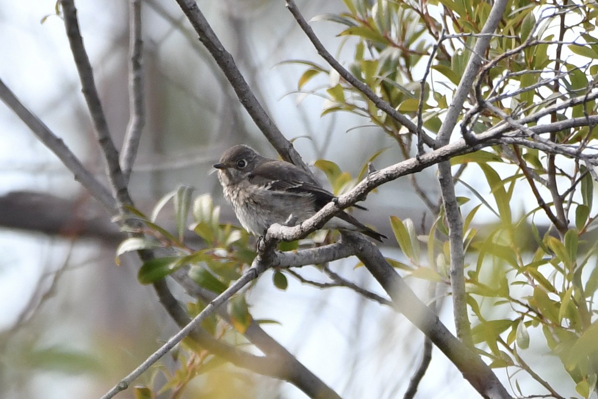 Dark-sided Flycatcher (Siberian) - ML642730482