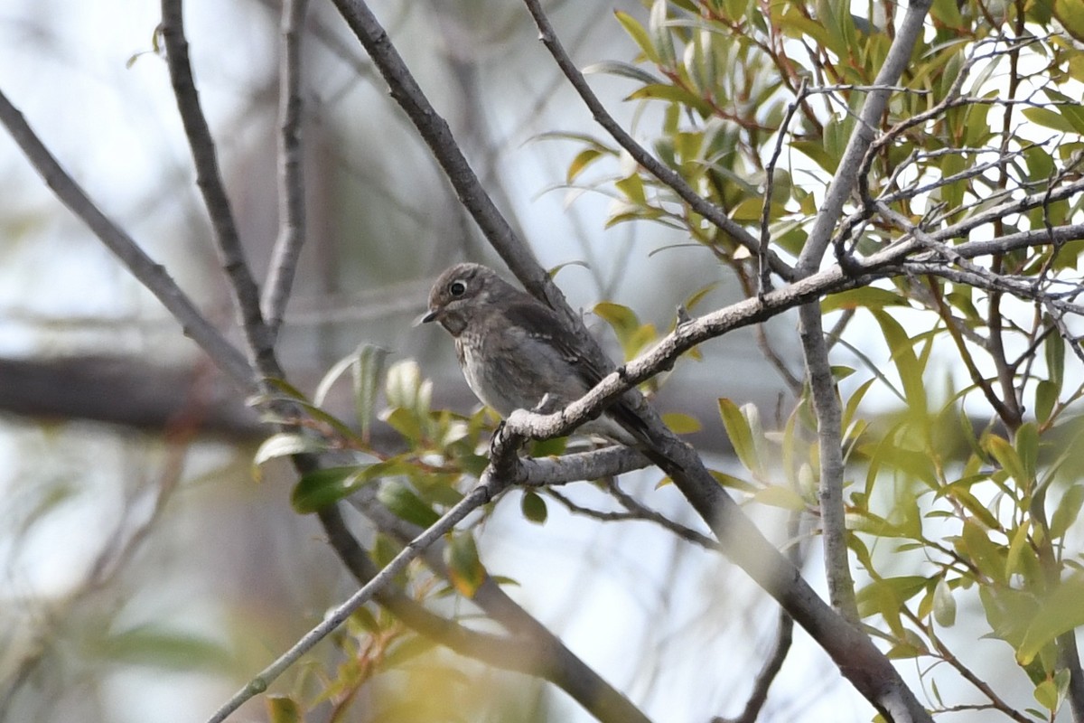 Dark-sided Flycatcher (Siberian) - ML642730483