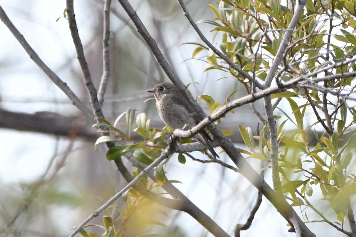 Dark-sided Flycatcher (Siberian) - ML642730484