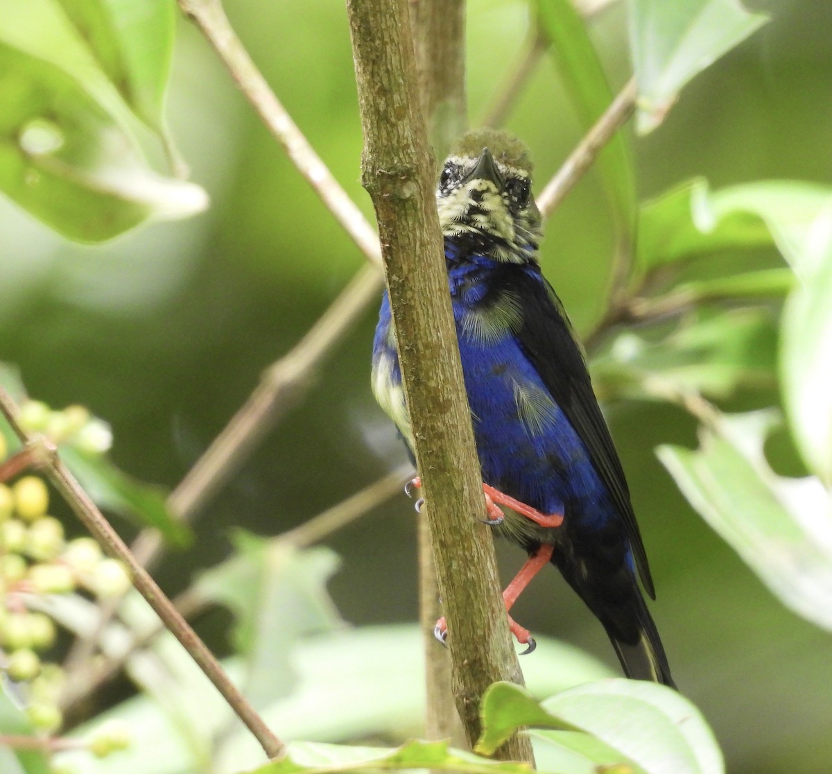 Red-legged Honeycreeper - ML642730513