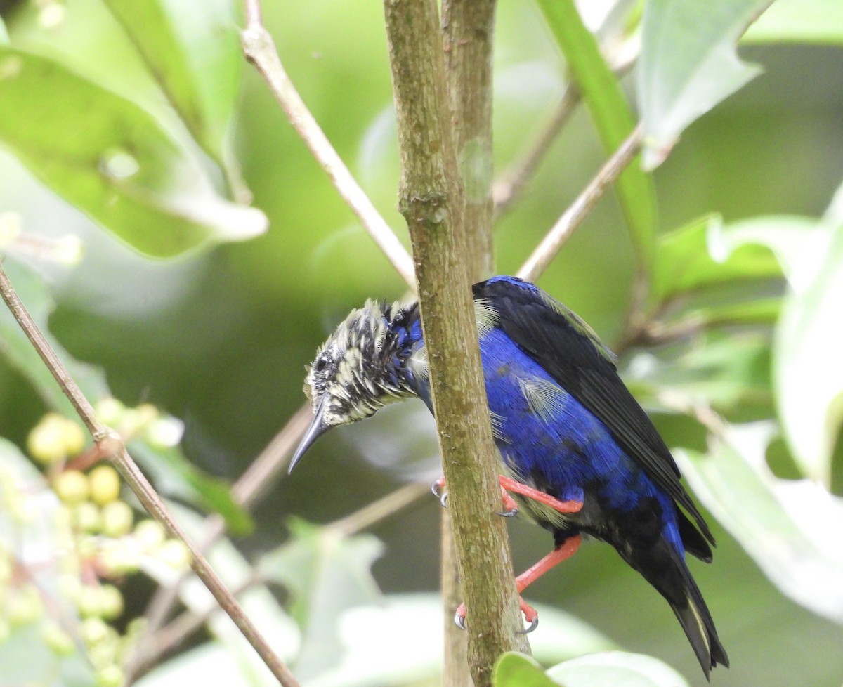 Red-legged Honeycreeper - ML642730514