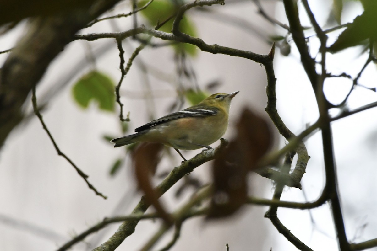 Bay-breasted Warbler - ML642730515
