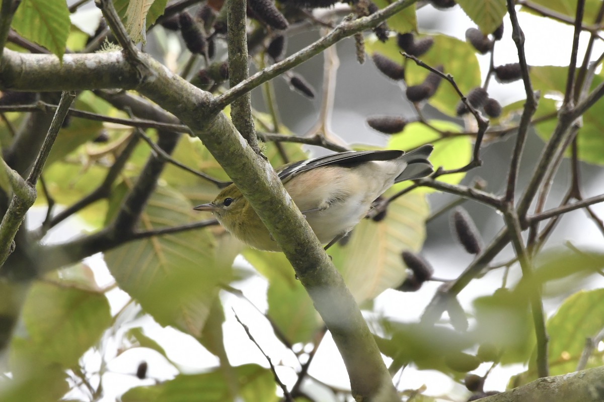 Bay-breasted Warbler - ML642730518