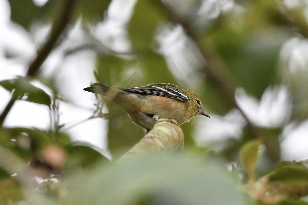Bay-breasted Warbler - ML642730519