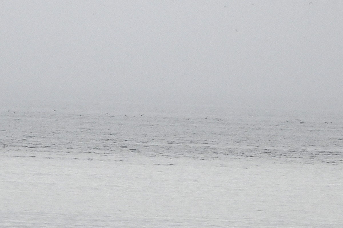 Short-tailed Shearwater - ML642730522