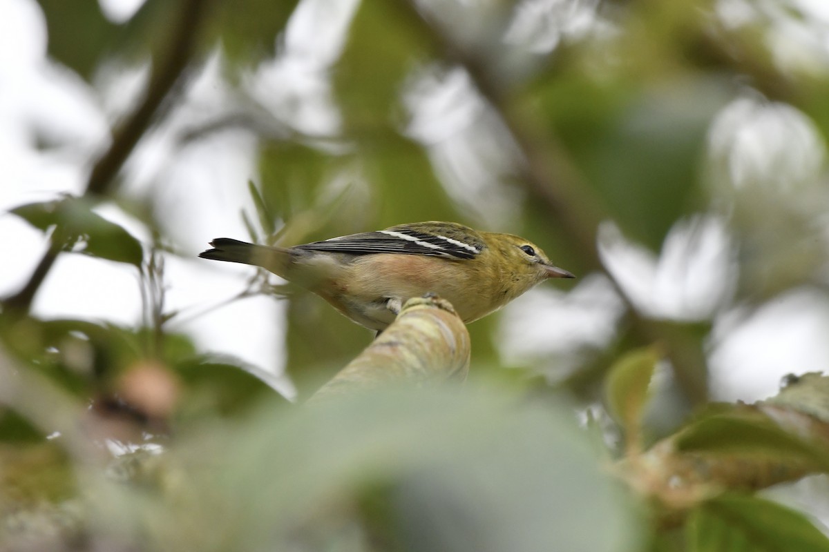 Bay-breasted Warbler - ML642730523