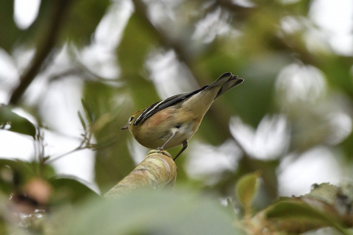 Bay-breasted Warbler - ML642730524