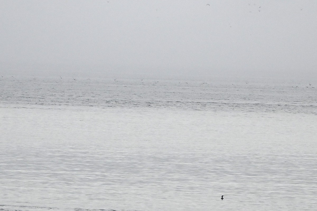 Short-tailed Shearwater - ML642730529