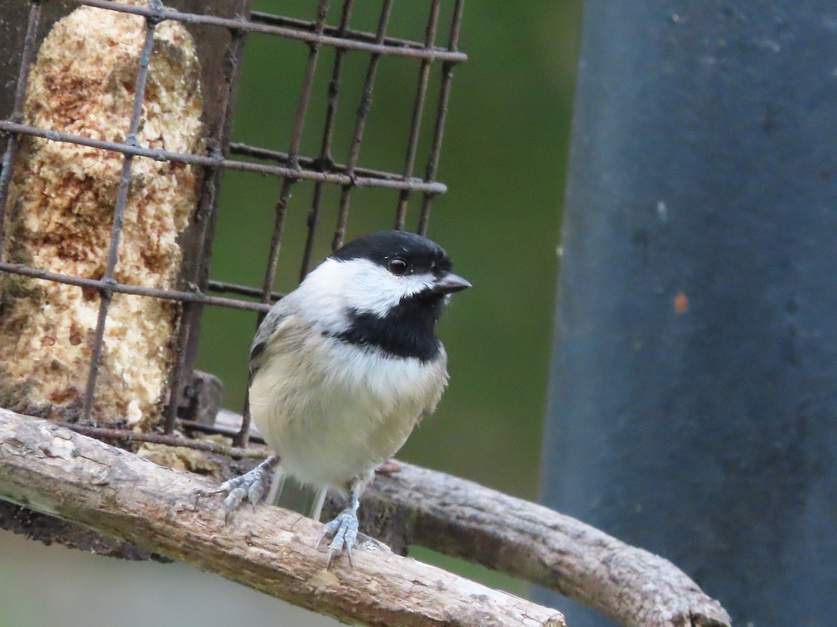 Carolina Chickadee - ML642730531