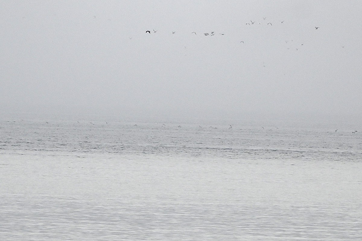 Short-tailed Shearwater - ML642730533
