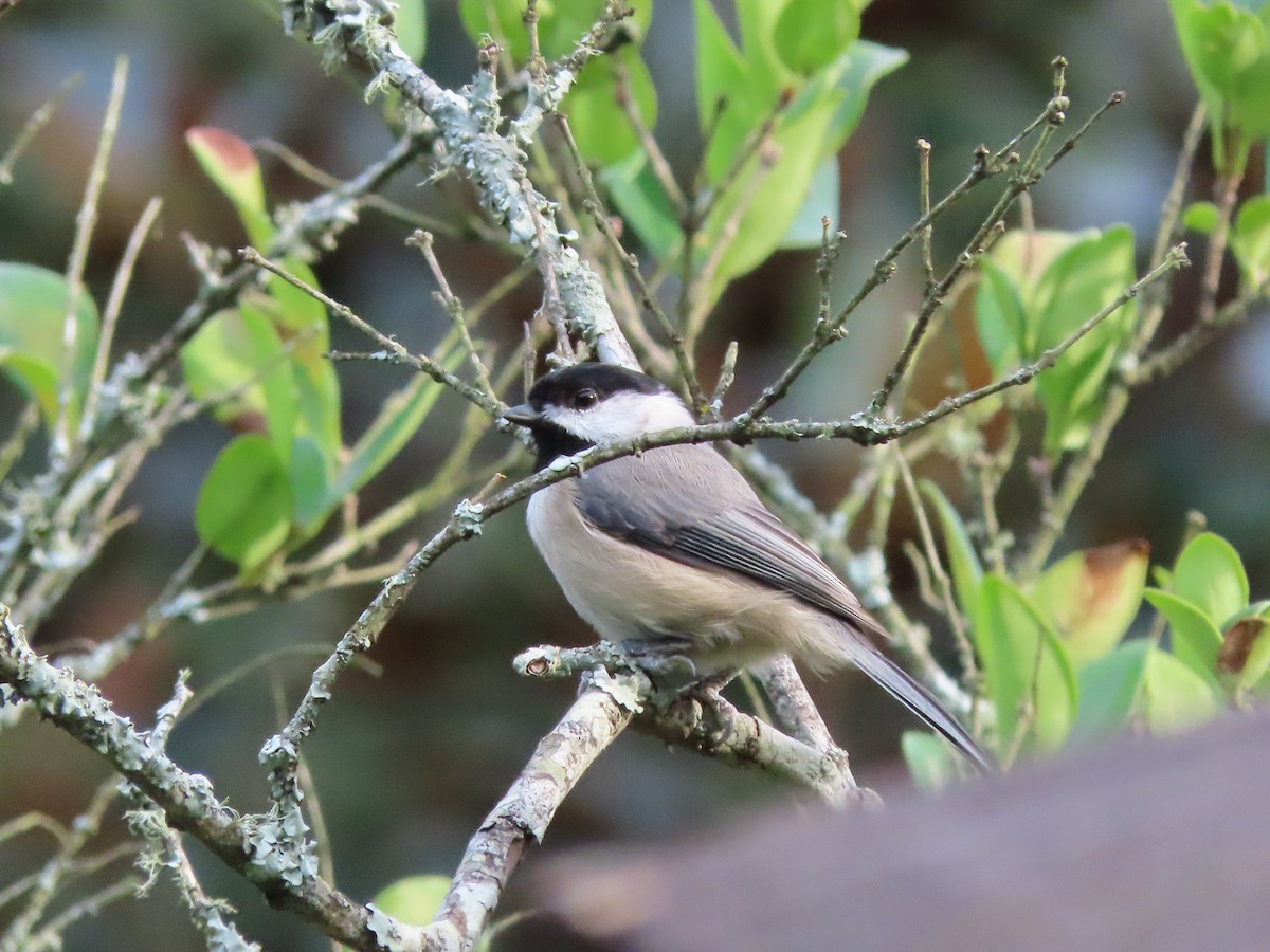 Carolina Chickadee - ML642730534