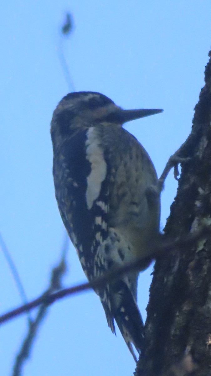 Yellow-bellied Sapsucker - ML642730537