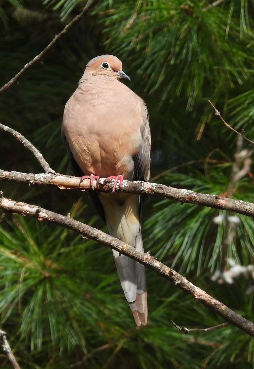 Mourning Dove - ML642730539