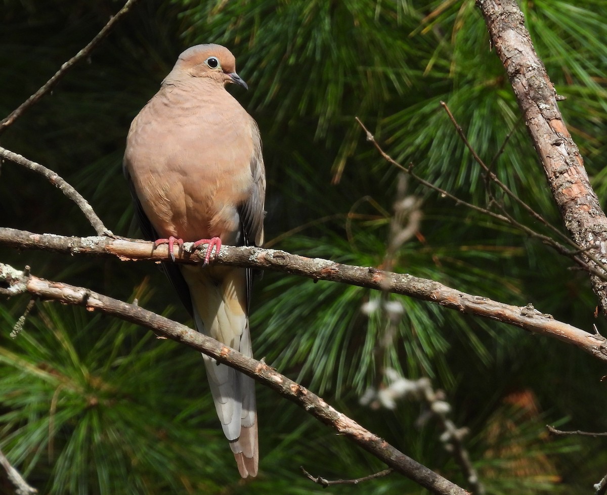 Mourning Dove - ML642730541