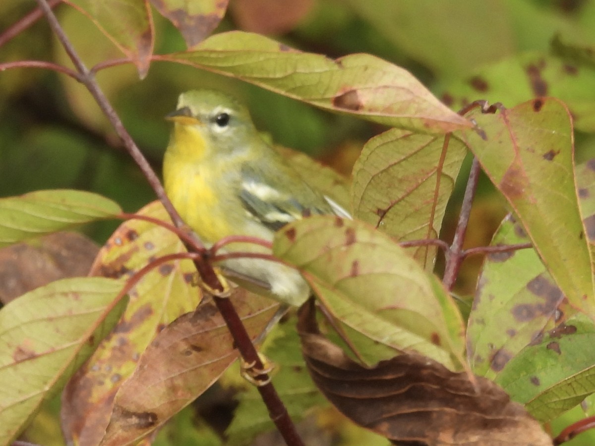 Northern Parula - ML642730543