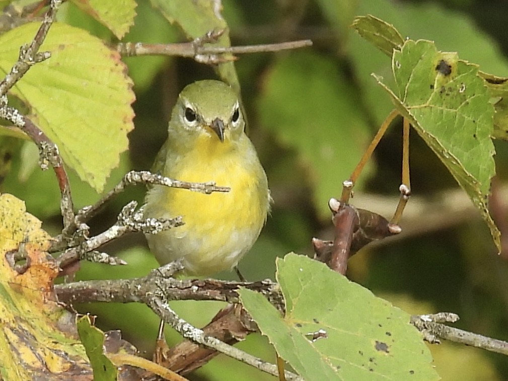 Northern Parula - ML642730544