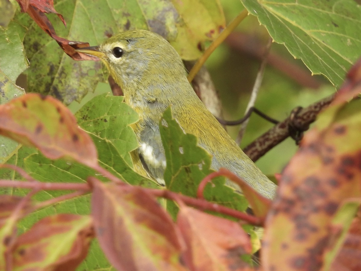 Northern Parula - ML642730545