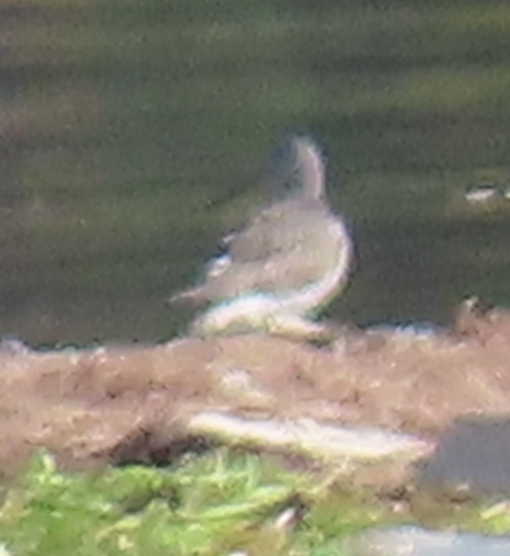 Hudsonian Godwit - ML642730546