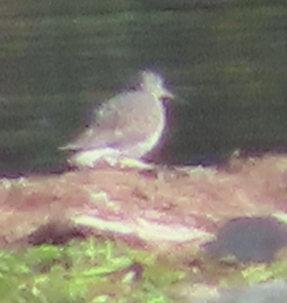Hudsonian Godwit - ML642730547