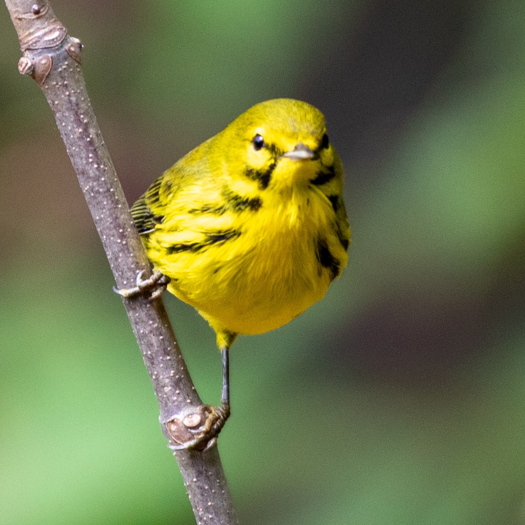 Prairie Warbler - ML642730548