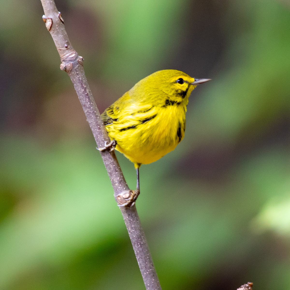 Prairie Warbler - ML642730549