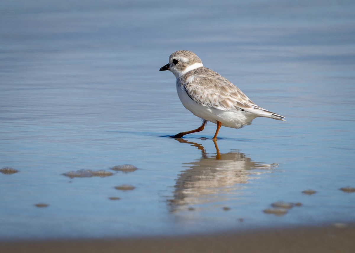 Piping Plover - ML642730553