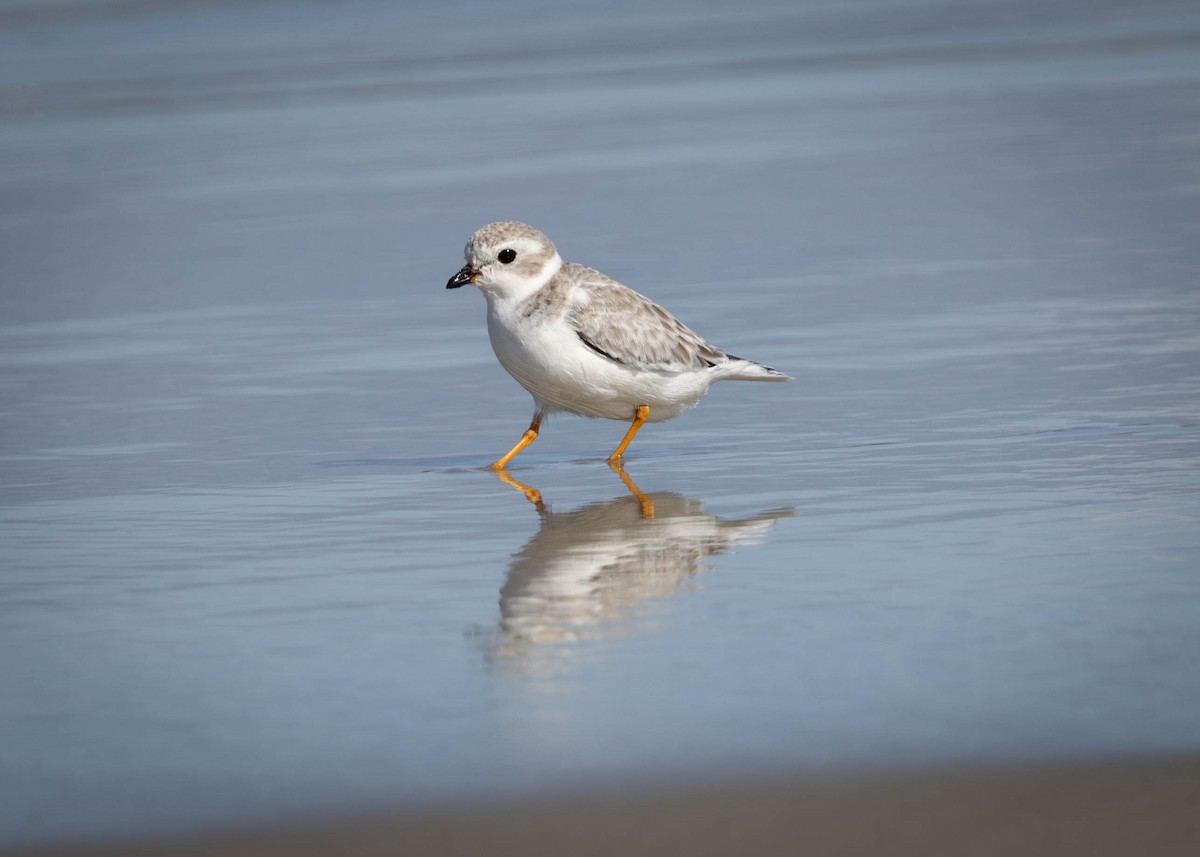 Piping Plover - ML642730554