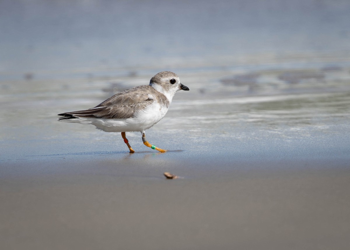 Piping Plover - ML642730555