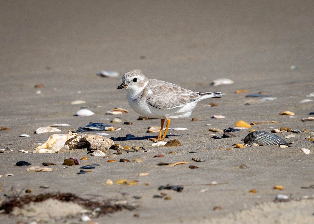 Piping Plover - ML642730556