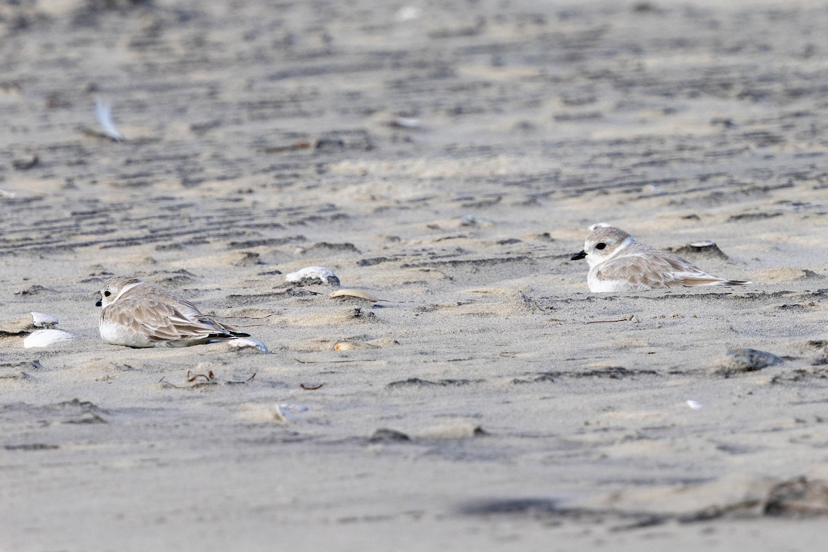 Piping Plover - ML642730557