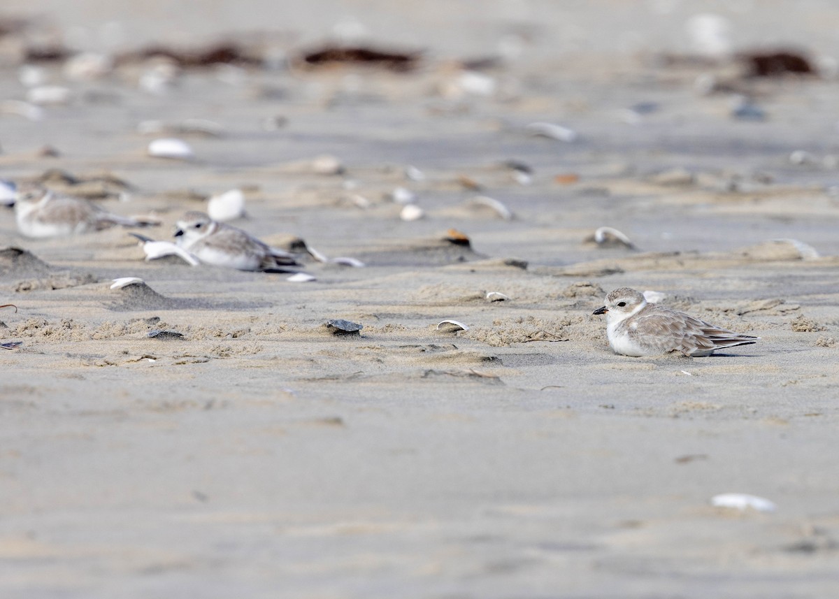 Piping Plover - ML642730558