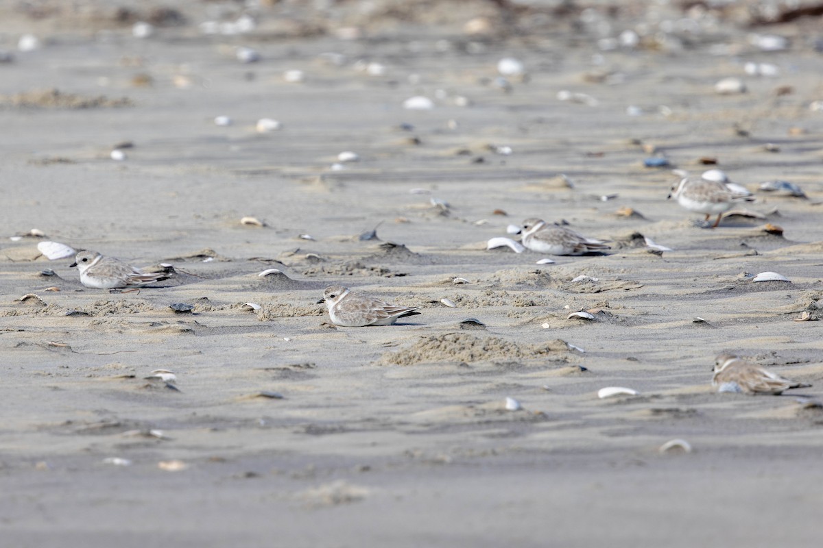 Piping Plover - ML642730559