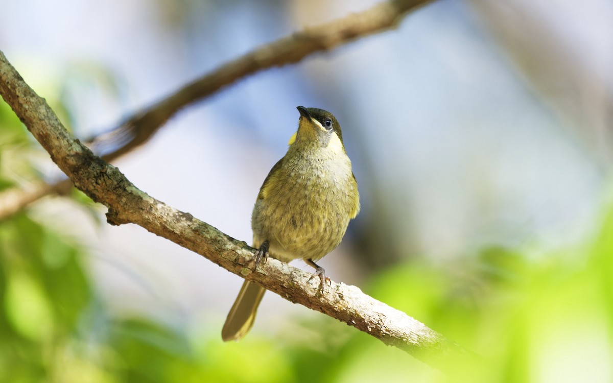Lewin's Honeyeater - ML642730560