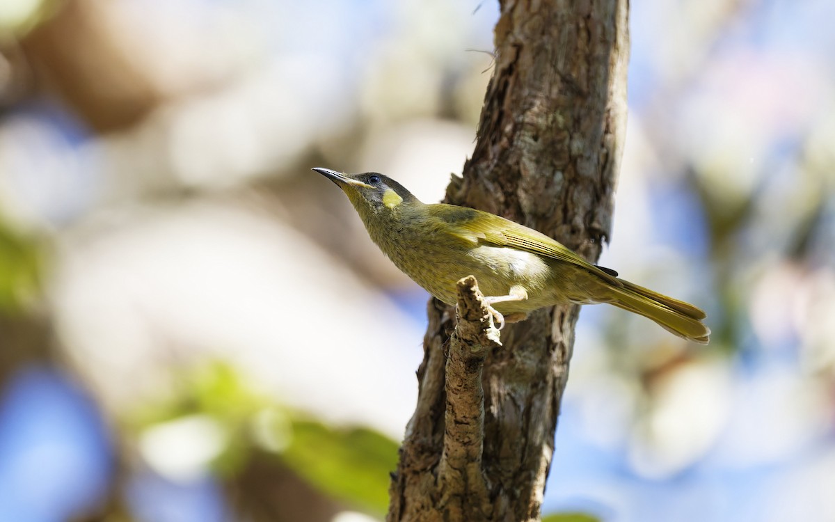 Lewin's Honeyeater - ML642730561
