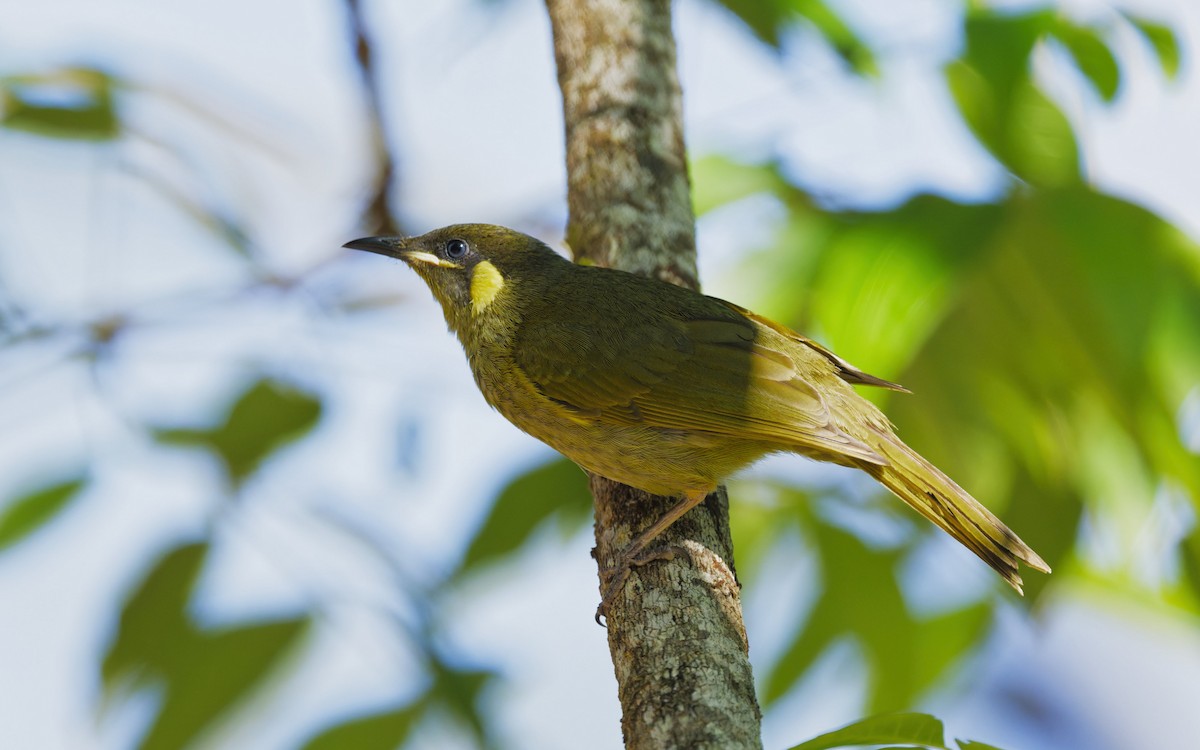 Lewin's Honeyeater - ML642730562