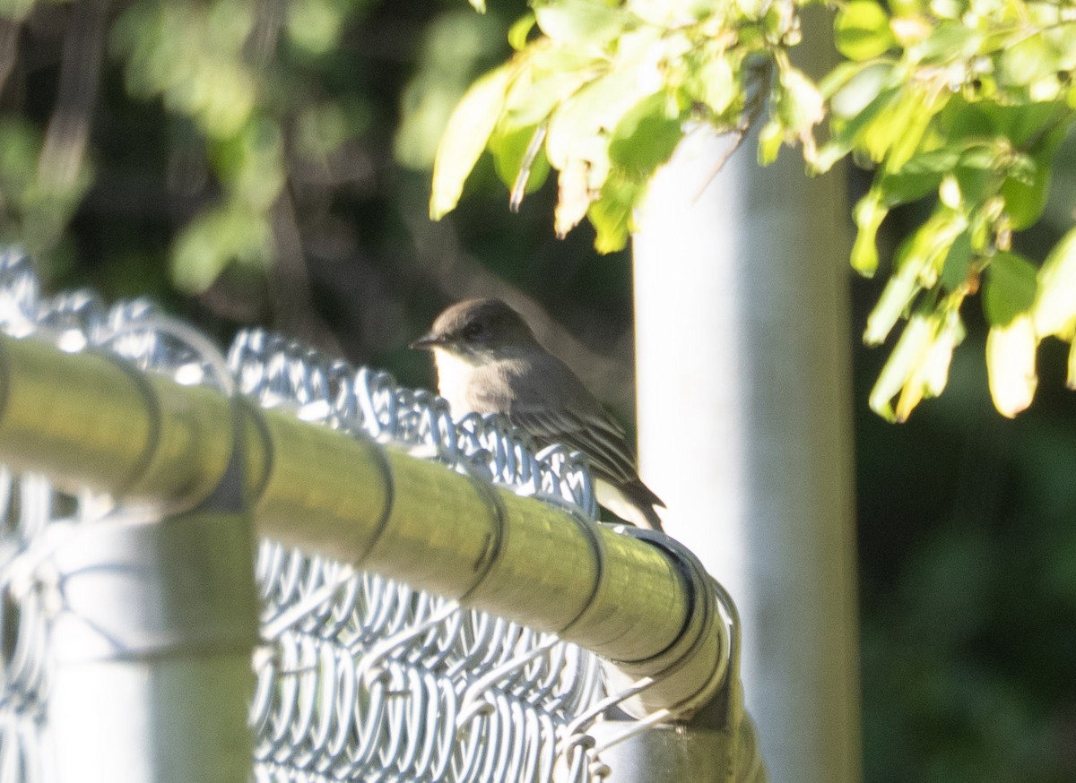 Eastern Phoebe - ML642730564