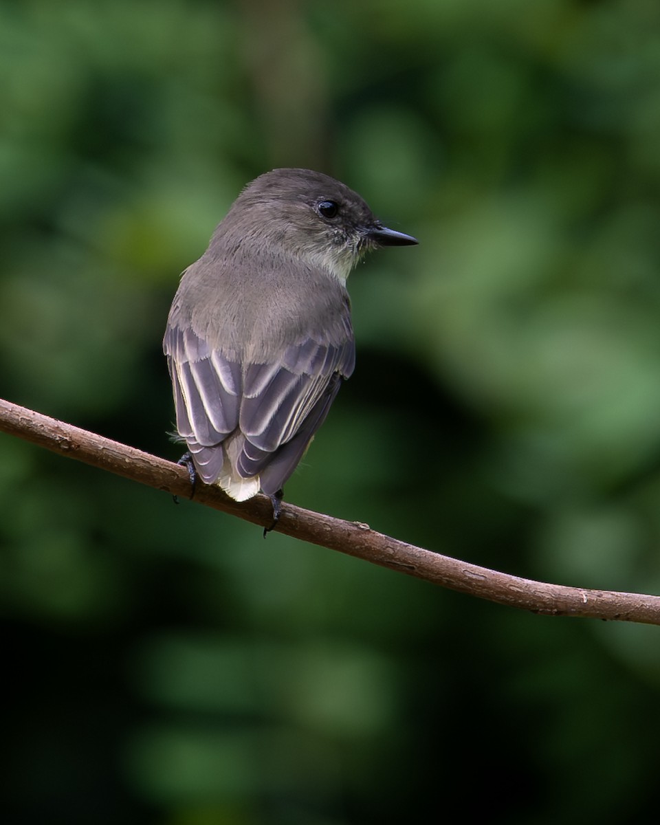 Eastern Phoebe - ML642730567