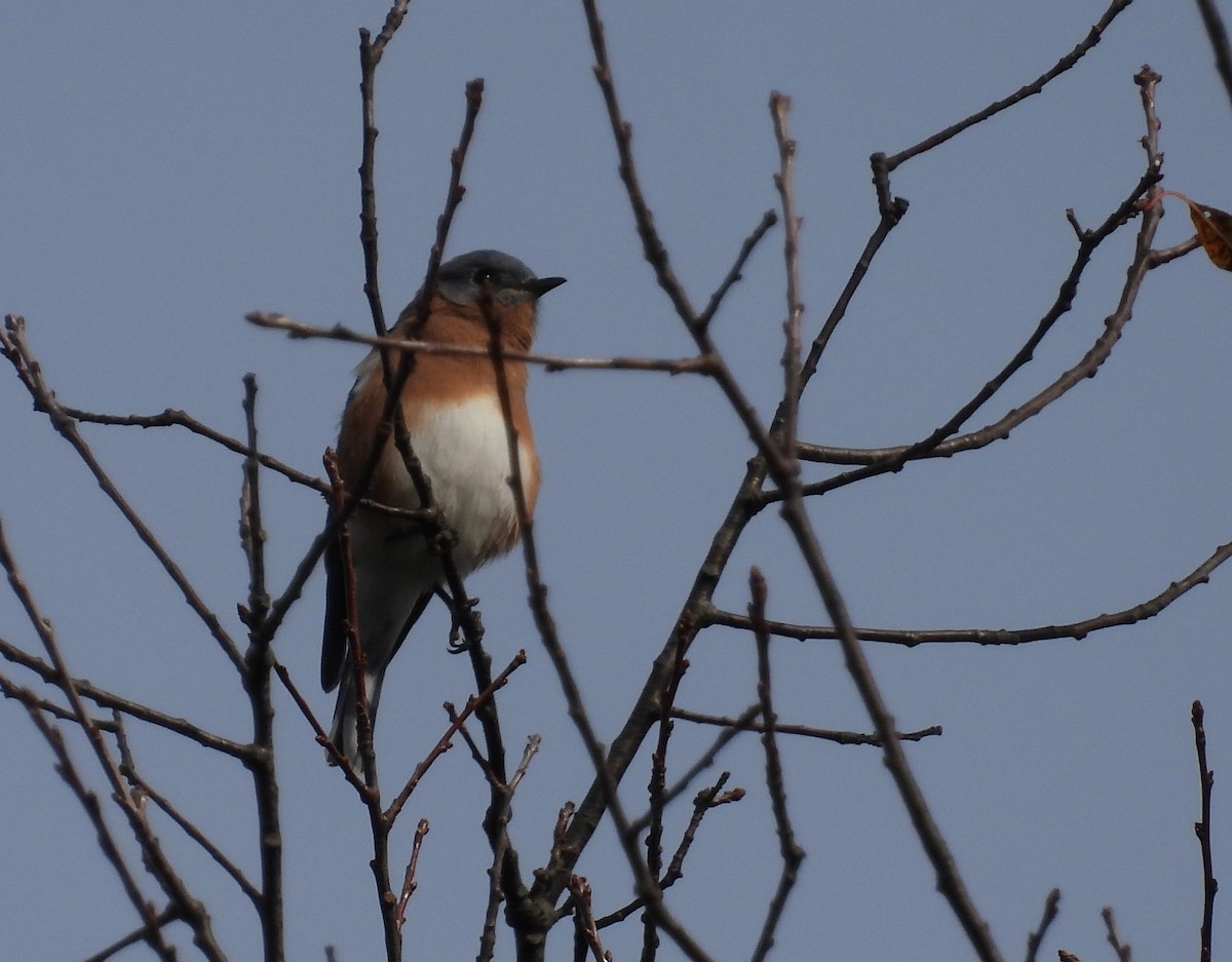 Eastern Bluebird - ML642730575