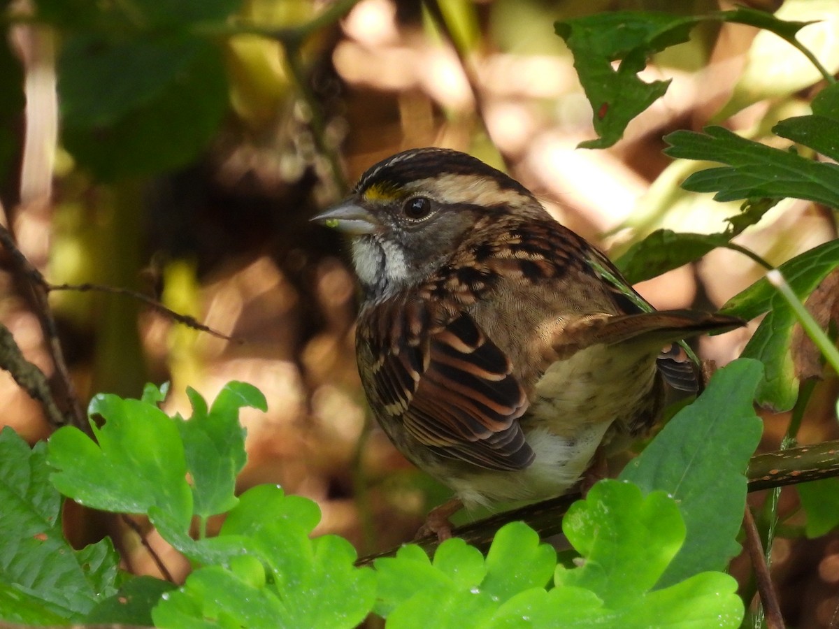 White-throated Sparrow - ML642730583