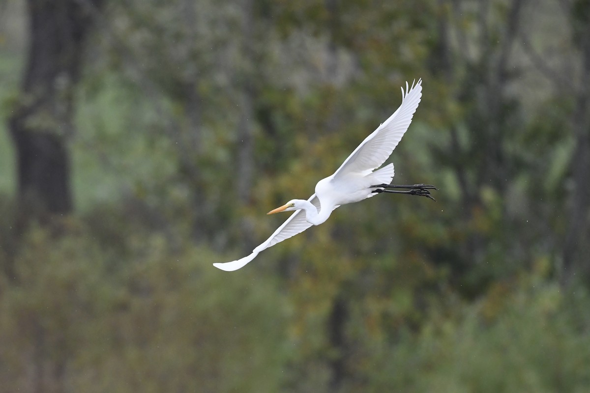Great Egret - ML642730584
