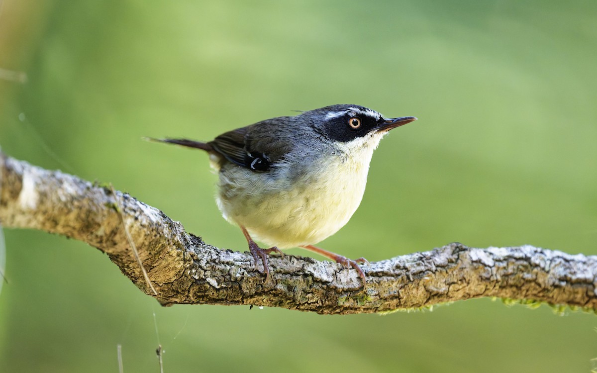 White-browed Scrubwren - ML642730610