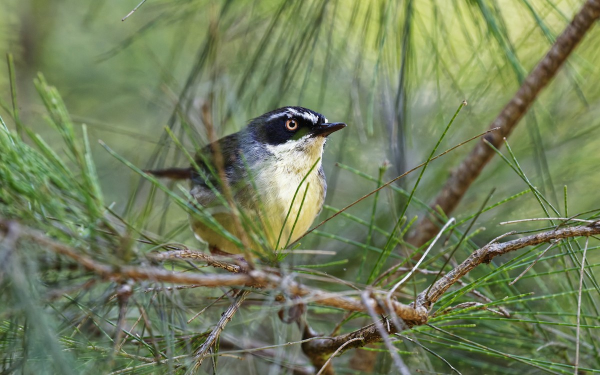 White-browed Scrubwren - ML642730611