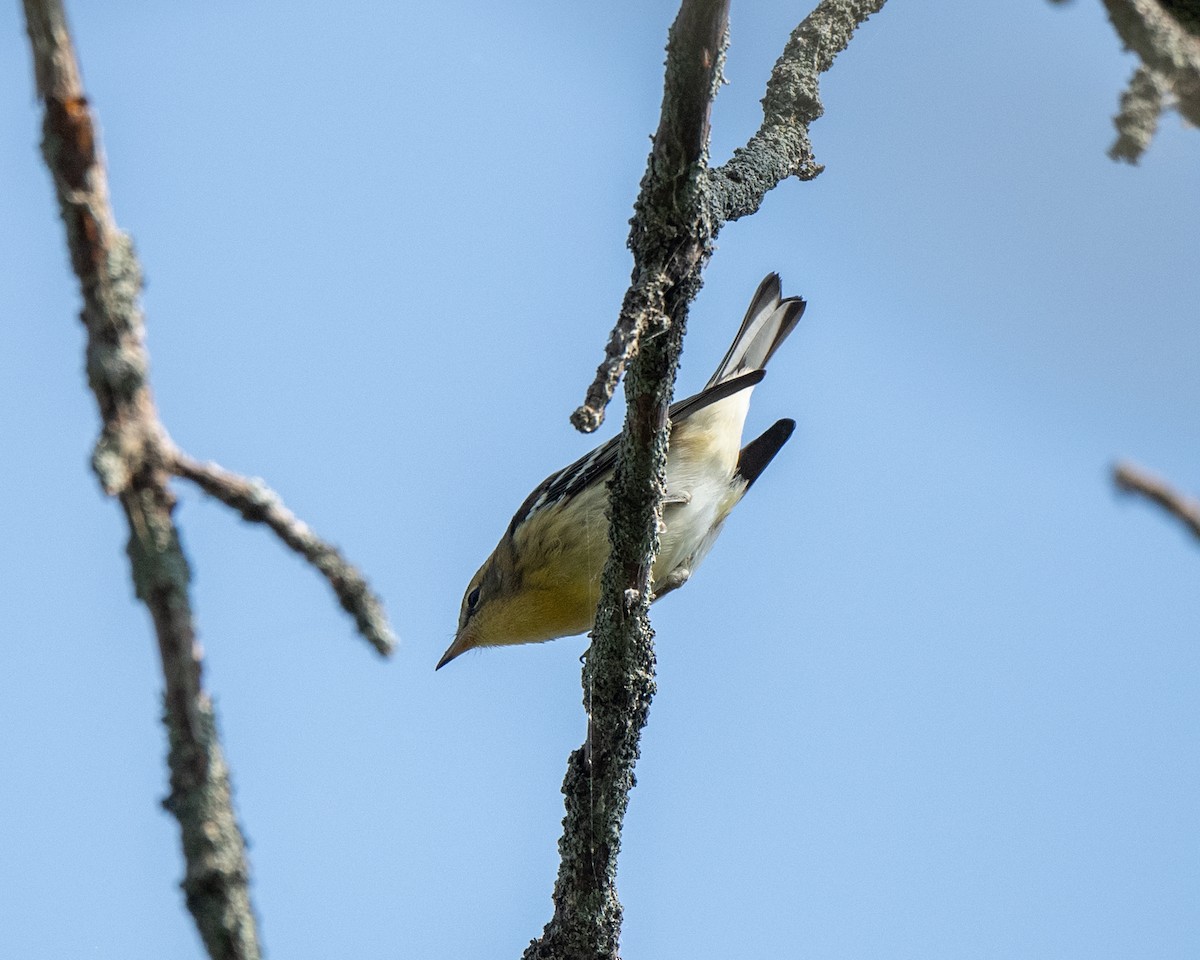 Blackburnian Warbler - ML642730626
