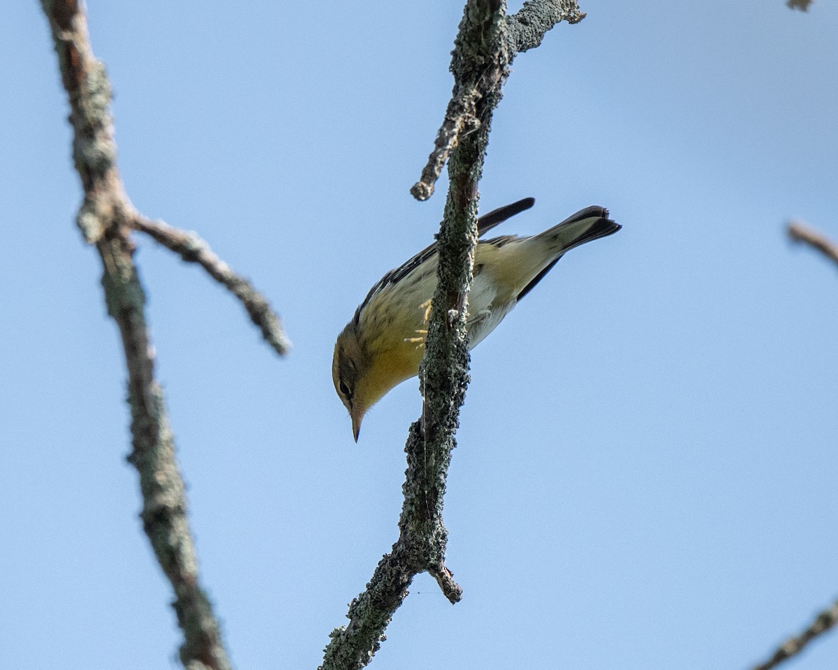 Blackburnian Warbler - ML642730627