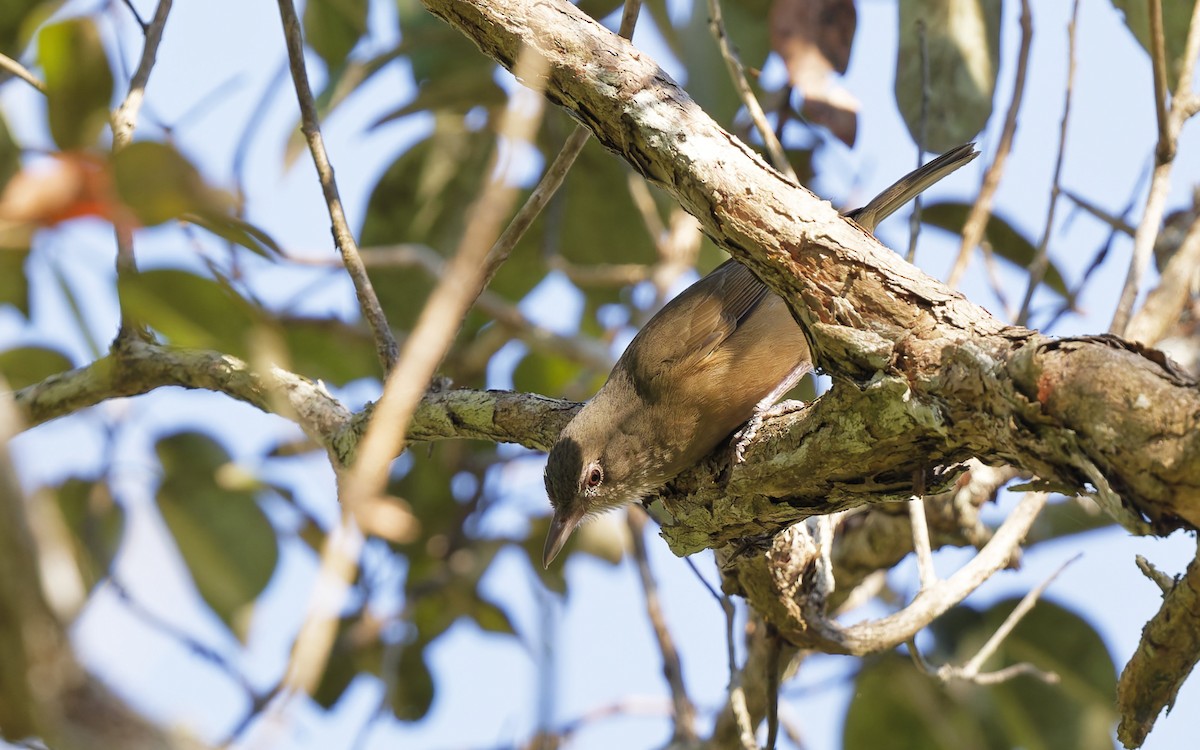 Rufous Shrikethrush - ML642730629