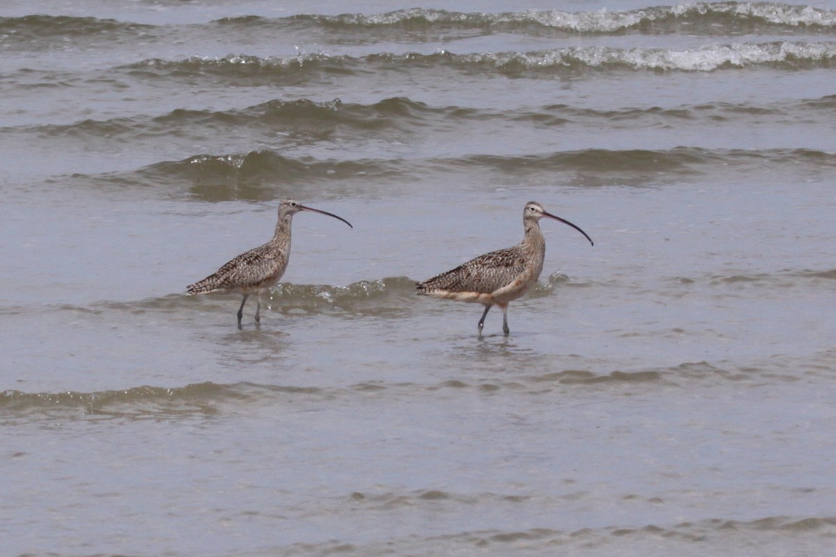 Long-billed Curlew - ML642730630